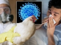 BÀI TUYÊN TRUYỀN VỀ CÔNG TÁC PHÒNG, CHỐNG CÚM GIA CẦM LÂY SANG NGƯỜI